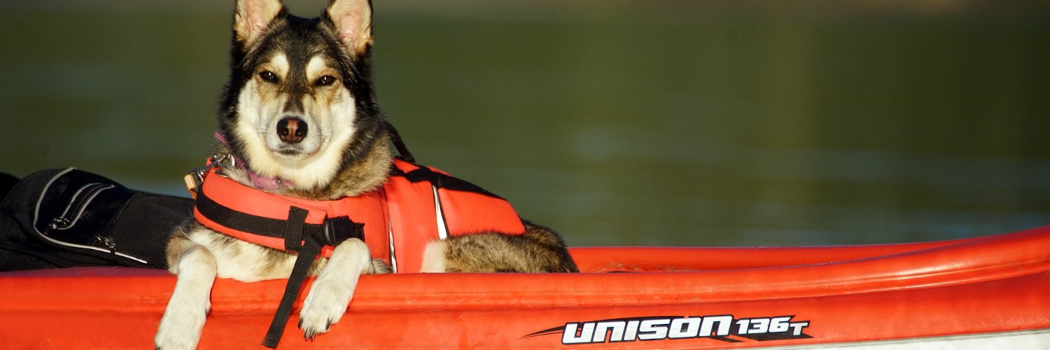 Kayak Accessories for Dogs