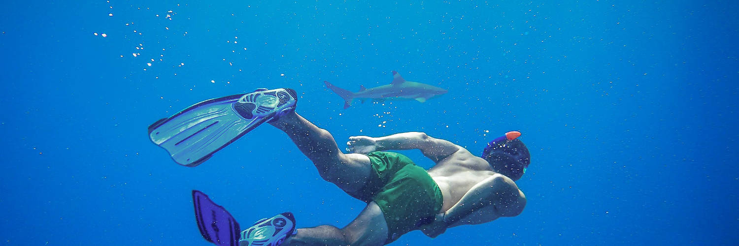 Snorkeling and Sharks